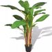 vidaXL Bananenboom plant met pot 175 cm groen