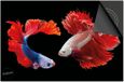 Dietrix Inductie beschermer 60x52 - Under the Sea - Clownvissen