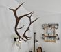 Top Rack Europese schedelbevestigingshangers, trofee, bok: Hert, woedende stier: Elk en Mammoet: Stier/Bison/Eland