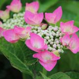 Arborix Hydrangea Macrophylla 'Taube' - Hortensia - 25-30 cm in pot