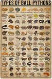 Retro metalen tinnen bord soorten bal pythons poster bord voor buiten en binnen muurposter thuis bar winkel decoraties koffie vintage bord cadeau 30 x 21 cm