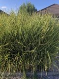 GRDplanten 6x Prachtriet - Miscanthus sinensis 'Strictus' | 9x9 cm pot