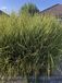 GRDplanten 6x Prachtriet - Miscanthus sinensis 'Strictus' | 9x9 cm pot