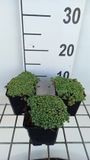 GRDplanten Groendecor Tuinarchitectuur 6x Sedum hispanicum ('Glaucum')