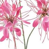 Erutan avon Spider flower spray red 94 cm