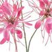 Erutan avon Spider flower spray red 94 cm