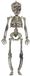 Atosa Halloween/horror thema hang decoraties - 1x stuks - skeletten - in vergane staat - 30 cm