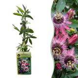 Green boutiQ - 6x Passiflora Victoria - Rood - Roze - Klimplant - Ø9cm - 35cm