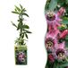 Green boutiQ - 6x Passiflora Victoria - Rood - Roze - Klimplant - Ø9cm - 35cm