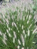 GRDplanten 6x Lampepoetsergras, Borstelveergras - Pennisetum alopecuroides 'Reborn' | 9x9 cm pot