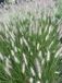GRDplanten 6x Lampepoetsergras, Borstelveergras - Pennisetum alopecuroides 'Reborn' | 9x9 cm pot