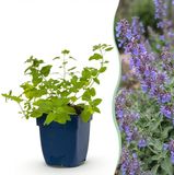 boutiQ Nepeta faassenii 'Six Hills Giant' - Herbe à chat - Attractif pour abeilles et papillons - Violet - 1 plante - Pot 11cm