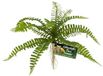 Zoo Med Terrariumplant - Varen - Sword Fern