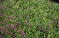 GRDplanten Lythrum 6x Kattenstaart - Lythrum sal. 'Swirl' | 9x9 cm pot