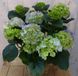 Warentuin natuurlijk Hortensia in een mand blauw