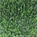 TENAX Divy Panel Buxus Intense kunstheg, modulair, buxus 50 x 100 cm