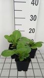 GRDplanten Groendecor Tuinarchitectuur 6x Sleutelbloem - Primula pulverulenta | 9x9 cm pot