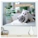 Katzenbabys Calvendo Katzenbabys - Klein, frech und coole Sprüche (hochwertiger Premium Wandkalender 2027 DIN A2 quer), Kunstdruck in Hochglanz