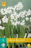 jub 5 POTNARCIS PAPERWHITE 15/16