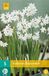 jub 5 POTNARCIS PAPERWHITE 15/16
