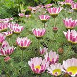 Arborix Anacyclus 6 x Anacyclus Pyrethrum Depressus - Marokkaanse Kamille pot 9x9cm