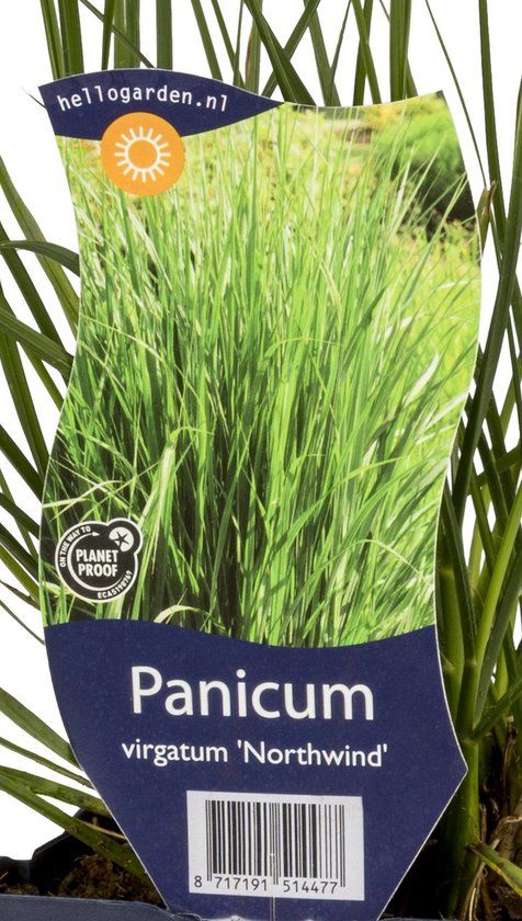 Griffioen - Panicum virg. 'Northwind'