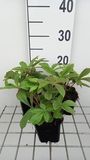 GRDplanten Rodgersia henrici 6x Kijkblad | 9x9 cm pot