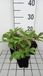 Rodgersia henrici 6x Kijkblad | pot 9x9 cm