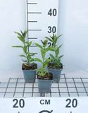GRDplanten Groendecor Tuinarchitectuur 6x Vlambloem - Phlox (p) 'Europa' | 9x9 cm pot