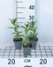 GRDplanten Groendecor Tuinarchitectuur 6x Vlambloem - Phlox (p) 'Europa' | 9x9 cm pot