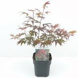 Plantenwinkel.nl Japanse esdoorn (Acer Palmatum "Atropurpureum") - 30+ cm - 6 stuks