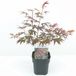 Plantenwinkel.nl Japanse esdoorn (Acer Palmatum "Atropurpureum") - 30+ cm - 6 stuks