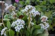 GRDplanten Groendecor Tuinarchitectuur 6x Schoenlappersplant - Bergenia hybr. 'Bressingham White' | 9x9 cm pot