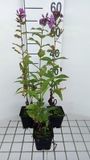 Vlambloem 6x Phlox 'Mies Copijn' - 9x9 cm pot