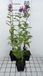 Vlambloem 6x Phlox 'Mies Copijn' - 9x9 cm pot