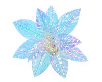 Everlands Poinsettia pesd31h14 cm blauw/iris