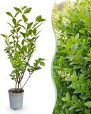 Green boutiQ - 40x Ligustrum ovalifolium - Common Privet - Hedge Plants - Evergreen - Green - Pot 9cm - Height 35-45cm