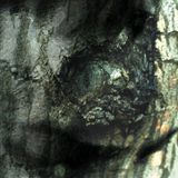 La Yann Tiersen - The Waltz Of The Monsters (LP) (Remastered)