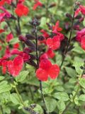 GRDplanten Groendecor Tuinarchitectuur 6x Salie - Salvia 'Royal Bumble'