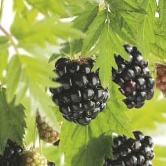 Fruithof Rubus fruticosus Thornless Evergreen - 8717755064226
