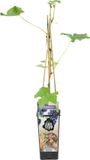 Bloomique Vitis Vinifera Boskoop Glory Druivenplant Blauwe Druiven Fruitplanten Tuinplanten Winterhard Hoogte 50-70 cm Pot 15 cm