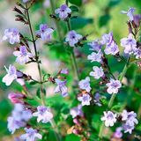Arborix 6x Calamintha nepeta 'Marvelette Blue' Pot 9x9cm