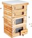 Ruche d'abeilles 40 cadres Kit de démarrage de ruche, bois de cèdre enduit de cire d'abeille, 2 boîtes à ruche profondes + 2 moyennes Langstroth, fenêtres en acrylique transparent avec fond de teint pour apiculteurs débutants et professionnels