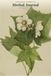The Pacific Northwest Herbal Journal
