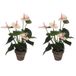 Mica Decorations Kunstplant Anthurium - 2x - lichtroze - 40 cm - in grijze pot