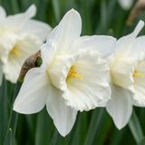 Green boutiQ - 120x Narcissus Mount Hood - Trompetnarcis - Wit - Voorjaarsbloeier - Bolmaat 10/12