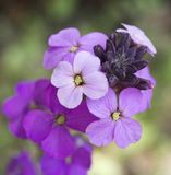 Arborix Bol 6 x Erysimum 'Bowles' Mauve' - Steenraket pot 9x9cm