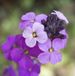 Arborix Bol 6 x Erysimum 'Bowles' Mauve' - Steenraket pot 9x9cm