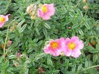 GRDplanten Helianthemum hybr. 'Lawrenson's Pink' 6x Zonneroosje - 9x9 cm pot