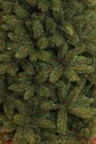 Triumph Tree Forest Frosted Sapin artificiel - 215 cm - Vert - Avec neige